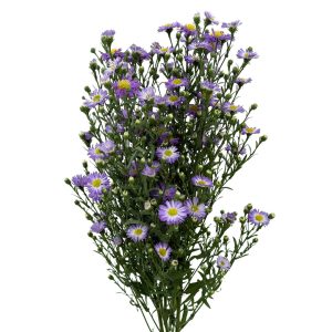 Aster Monarch