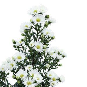 Aster Symphony