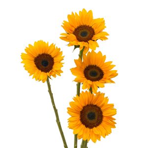 Sunflower Daystar Coffee