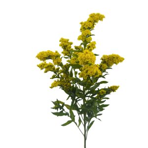 Solidago Golden Glory